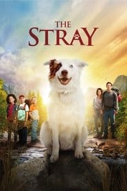 The Stray Vider (2017) - Cały Film