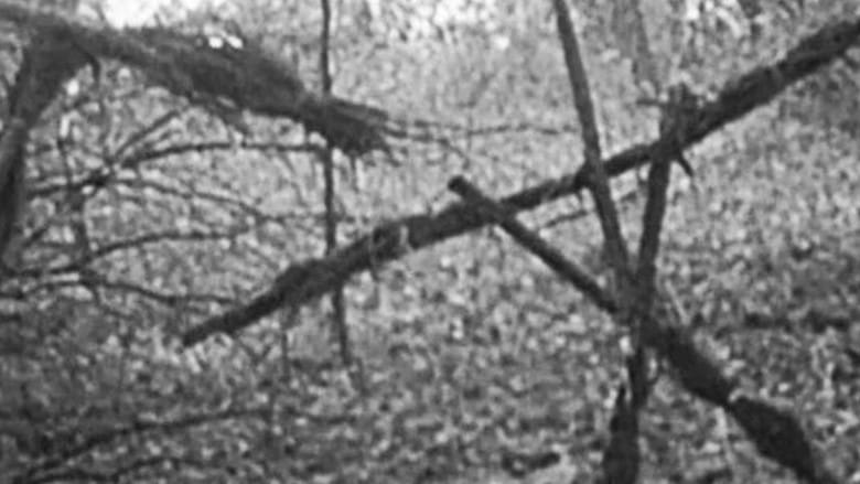 Blair Witch Project Vider (1999) - Cały Film