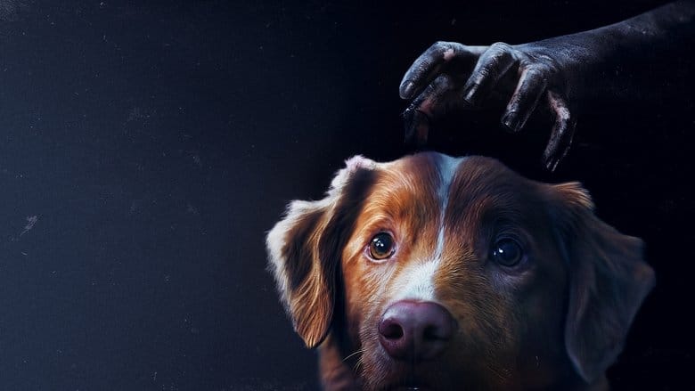 Good boy Vider (2025) - Cały Film