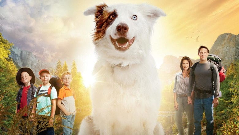 The Stray Vider (2017) - Cały Film